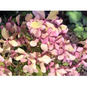 Гортензия метельчатая Перл де Фестиваль - Жемчужина Фестиваля