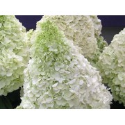 Гортензия метельчатая Полар Бэар - Полярный медведь