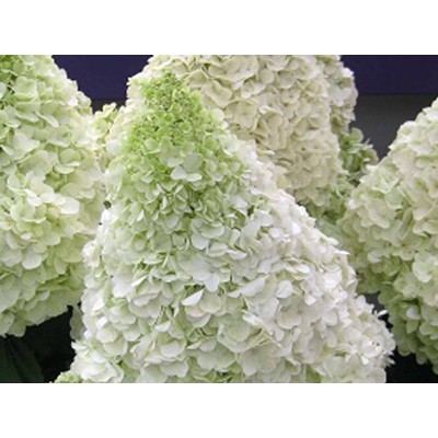 Гортензия метельчатая Полар Бэар - Полярный медведь Гортензия метельчатая Полар Бэар - Полярный медведь