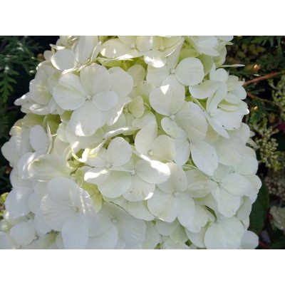 Гортензия метельчатая Полар Бэар - Полярный медведь Гортензия метельчатая Полар Бэар - Полярный медведь