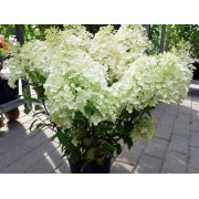 Гортензия метельчатая Поулстар