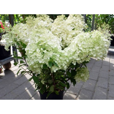 Гортензия метельчатая Поулстар Гортензия метельчатая Поулстар