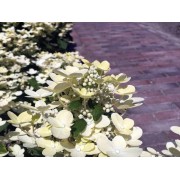 Гортензия метельчатая Поулстар