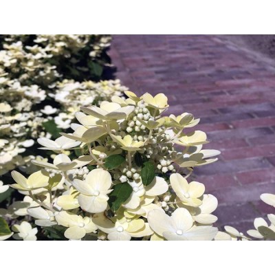 Гортензия метельчатая Поулстар Гортензия метельчатая Поулстар