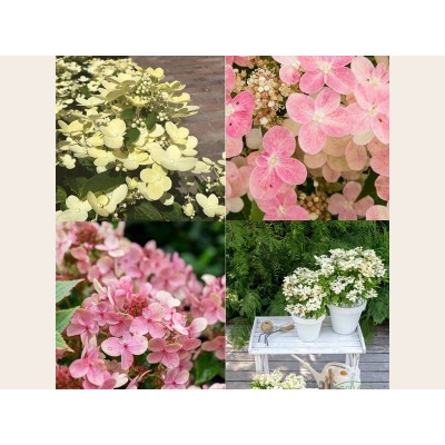 Гортензия метельчатая Поулстар Гортензия метельчатая Поулстар