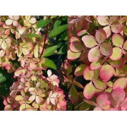 Гортензия метельчатая Ренколор - Пастель Грин