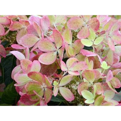 Гортензия метельчатая Ренколор - Пастель Грин Гортензия метельчатая Ренколор - Пастель Грин