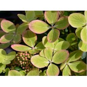 Гортензия метельчатая Ренколор - Пастель Грин