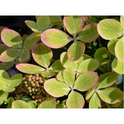 Гортензия метельчатая Ренколор - Пастель Грин Гортензия метельчатая Ренколор - Пастель Грин