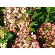 Гортензия метельчатая Ренколор - Пастель Грин