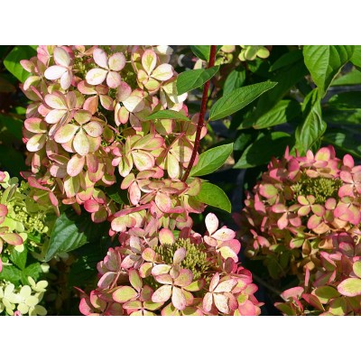 Гортензия метельчатая Ренколор - Пастель Грин Гортензия метельчатая Ренколор - Пастель Грин