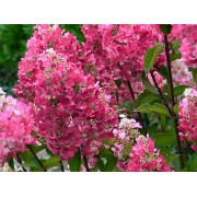 Гортензия метельчатая Ренсам - Самарская Лидия