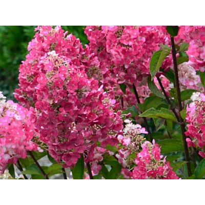 Гортензия метельчатая Ренсам - Самарская Лидия Гортензия метельчатая Ренсам - Самарская Лидия