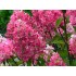 Гортензия метельчатая Ренсам - Самарская Лидия Гортензия метельчатая Ренсам - Самарская Лидия