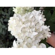 Гортензия метельчатая Скайфолл - Френне