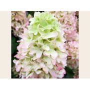 Гортензия метельчатая Скайфолл - Френне