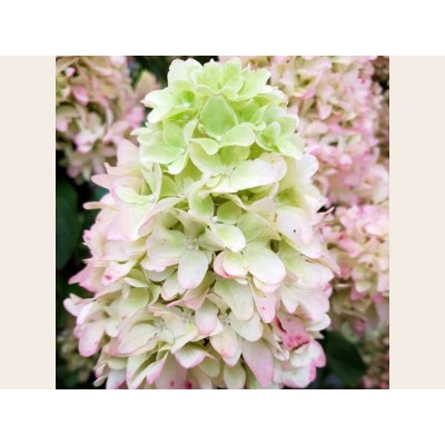 Гортензия метельчатая Скайфолл - Френне Гортензия метельчатая Скайфолл - Френне