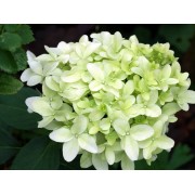 Гортензия метельчатая Скайфолл - Френне