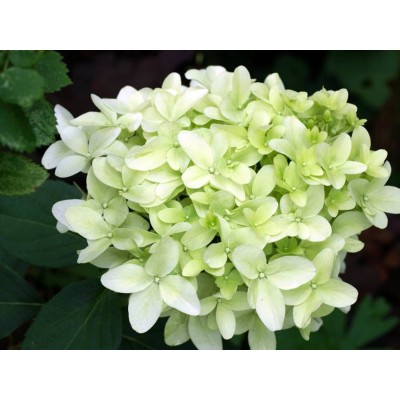 Гортензия метельчатая Скайфолл - Френне Гортензия метельчатая Скайфолл - Френне