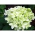 Гортензия метельчатая Скайфолл - Френне Гортензия метельчатая Скайфолл - Френне