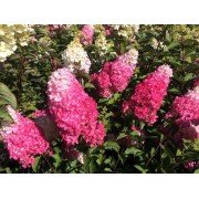 Гортензия метельчатая Строберри Блоссом