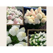 Гортензия метельчатая Шугар Раш