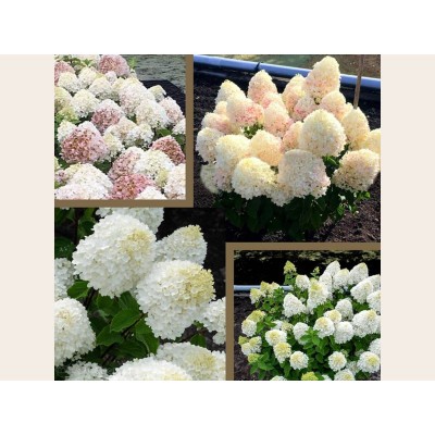 Гортензия метельчатая Шугар Раш Гортензия метельчатая Шугар Раш