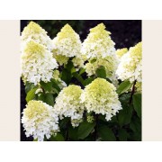 Гортензия метельчатая Шугар Раш