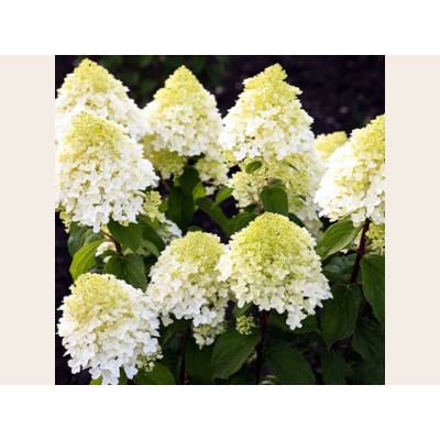 Гортензия метельчатая Шугар Раш Гортензия метельчатая Шугар Раш