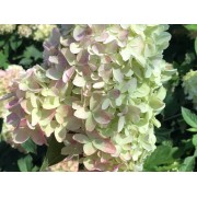 Гортензия метельчатая Саммер Лав