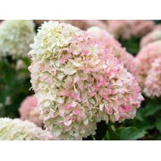 Гортензия метельчатая Саммер Лав