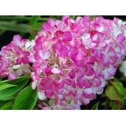 Гортензия метельчатая Сандей Фрайз