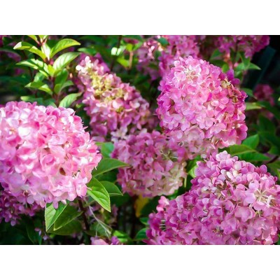Гортензия метельчатая Сандей Фрайз Гортензия метельчатая Сандей Фрайз