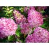 Гортензия метельчатая Сандей Фрайз Гортензия метельчатая Сандей Фрайз
