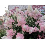 Гортензия метельчатая Ванилла Фрейз - Рени