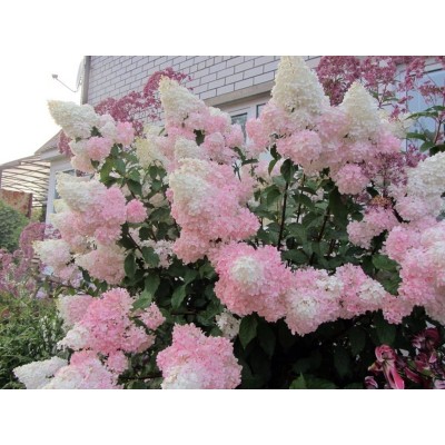 Гортензия метельчатая Ванилла Фрейз - Рени Гортензия метельчатая Ванилла Фрейз - Рени