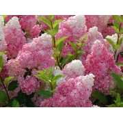 Гортензия метельчатая Ванилла Фрейз - Рени