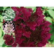 Гортензия метельчатая Вимс Ред - Фарбсимфони