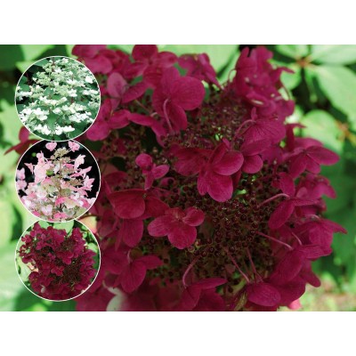 Гортензия метельчатая Вимс Ред - Фарбсимфони Гортензия метельчатая Вимс Ред - Фарбсимфони