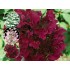 Гортензия метельчатая Вимс Ред - Фарбсимфони Гортензия метельчатая Вимс Ред - Фарбсимфони