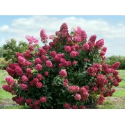 Гортензия метельчатая Вимс Ред - Фарбсимфони