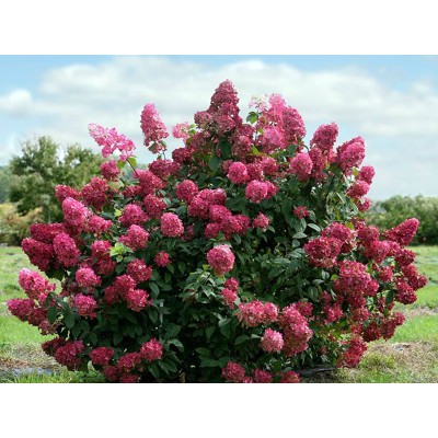 Гортензия метельчатая Вимс Ред - Фарбсимфони Гортензия метельчатая Вимс Ред - Фарбсимфони