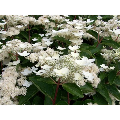 Гортензия метельчатая Дарума Гортензия метельчатая Дарума