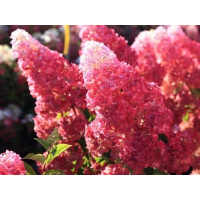 Гортензия метельчатая Фрайз Мельба Гортензия метельчатая Фрайз Мельба