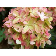 Гортензия метельчатая Граффити