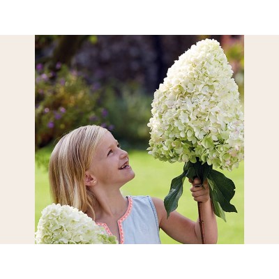 Гортензия метельчатая Геркулес Гортензия метельчатая Геркулес