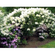 Гортензия метельчатая Левана