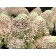 Гортензия метельчатая Лаймлайт