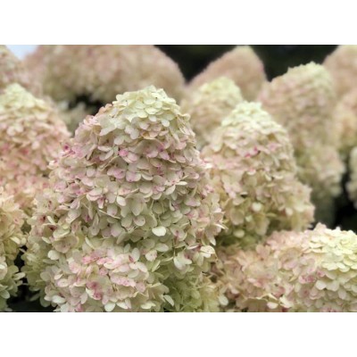 Гортензия метельчатая Лаймлайт Гортензия метельчатая Лаймлайт