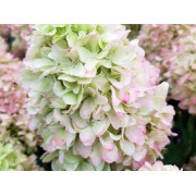 Гортензия метельчатая Литл Фрайз